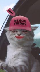 Preview for a Spotlight video that uses the Black Friday Cat Lens
