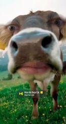 Preview for a Spotlight video that uses the cow face Lens