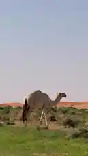 A serene desert landscape unfolds as majestic camels graze peacefully on vibrant green grass under a vast, clear sky. The scene captures the tranquil beauty of wildlife in its natural habitat, showcasing the contrast between the arid dunes in the background and the lush oasis in the foreground. by @azozi.5562 with 🐪 by .