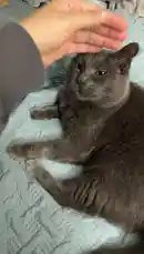 A person affectionately pets their gray cat, calling it 'prince' and 'baby,' but gets playfully bitten when trying to cuddle. The cat, named Sparky, shows off its playful side with gentle nips and paws while lounging on a bed. The owner laughs and teases the cat about being spoiled, creating a heartwarming and humorous moment between pet and owner. by @e-beth with Original Sound by e-beth