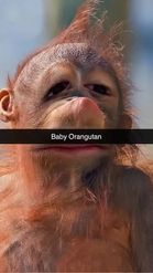 Preview for a Spotlight video that uses the Baby Orangutan Lens