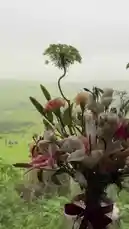 A beautifully arranged bouquet of flowers, including white lilies, pink carnations, and delicate greenery, sits elegantly in a glass vase tied with a red ribbon. The background reveals a misty, expansive view of lush green hills, creating a serene and picturesque atmosphere. A soft, melodic chime plays, enhancing the tranquil mood of the scene. by @nowaira-11 with ⛅️🦢 by Contains: Cada Vez Mais Nítido - Muralha MØ