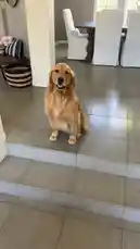 A heartwarming look at a golden retriever sitting on a step. Watch as a digital filter transforms the dog into a cheerful cartoon character, showcasing fun photo effects. A woman's voice can be heard saying 'Good job' and 'What a good boy,' adding to the positive and playful vibe. by @martine with Original Sound by martine