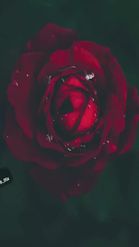 Preview for a Spotlight video that uses the Rose After Rain Lens
