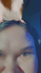 Preview for a Spotlight video that uses the Cute Guinea Pigs Lens