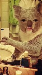Preview for a Spotlight video that uses the Koala Selfie Lens