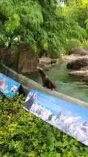 dassweenbean 님이 만든 Original Sound 포함 @dassweenbean 님이 만든 Watch sea lions gracefully climb out of their pool and interact with their environment in this charming zoo exhibit. Educational signage about 'Good Communicators' provides fun facts for visitors, making it an entertaining and informative experience for all ages.