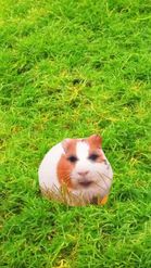 Preview for a Spotlight video that uses the Brown Guinea Pig Lens