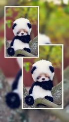 Preview for a Spotlight video that uses the baby panda Lens
