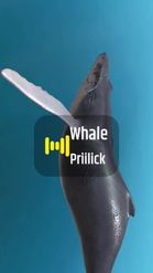 Preview for a Spotlight video that uses the humpback whale 3D Lens