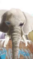 Preview for a Spotlight video that uses the World Elephant Day Lens