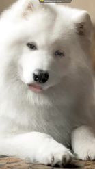 Preview for a Spotlight video that uses the Dog the Samoyed Lens