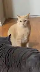 In a tense standoff on a hardwood floor, an orange cat and a gray cat engage in a classic 'stare-down.' The orange cat, named Simba, appears visibly annoyed and confrontational, while the gray cat, Sparky, stands his ground. A person narrates the scene, humorously interpreting the cats' body language as a territorial dispute, with Sparky seemingly defending Simba. The interaction culminates in Simba turning away, leaving the viewer to wonder about the outcome of this feline feud. by @e-beth with Original Sound by e-beth