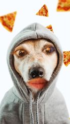 Preview for a Spotlight video that uses the Pizza Dog Lens