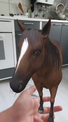 Preview for a Spotlight video that uses the horse Lens