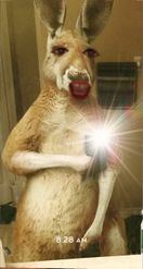 Preview for a Spotlight video that uses the Handsome Kangaroo Lens