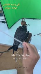 Preview for a Spotlight video that uses the kh Falcon2 Lens