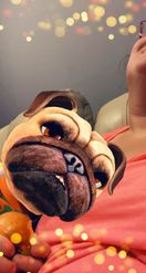 Preview for a Spotlight video that uses the Funny Pug Lens