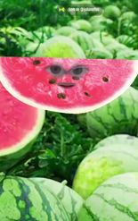 Preview for a Spotlight video that uses the Watermelon Head Lens