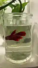 A close-up view of a vibrant red betta fish gracefully swimming within a small glass jar filled with water. This simple setup, placed on a windowsill beside lush green houseplants, showcases a minimalist approach to home aquatics. The fish moves slowly and deliberately, its flowing fins creating gentle ripples in the clear water, demonstrating a peaceful and self-contained aquatic ecosystem perfect for a small space. by @home_garden3 with original sound