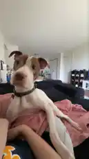 Luna 🩷🐾 by @lifeofkadence with original sound