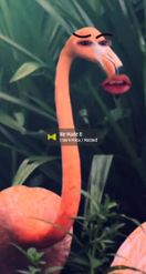Preview for a Spotlight video that uses the Talking Flamingo Lens
