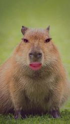 Preview for a Spotlight video that uses the Cute Capybara Lens