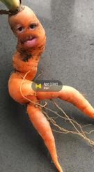 Preview for a Spotlight video that uses the HOT CARROT Lens