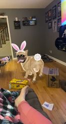 Preview for a Spotlight video that uses the Spring Pug Dog Lens