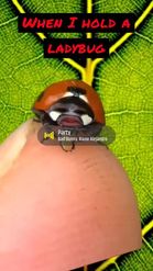 Preview for a Spotlight video that uses the ladybug Lens