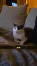 Missin på flyttefot å tilvenning del 2☆ by @zagvik with original sound