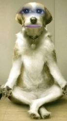 Preview for a Spotlight video that uses the Dog Meditation Lens