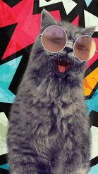 Preview for a Spotlight video that uses the Cat in Sunglasses Lens