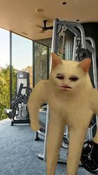 Preview for a Spotlight video that uses the Cat Bodybuilder Lens