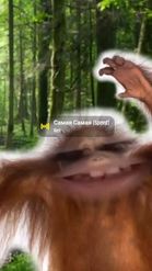 Preview for a Spotlight video that uses the Orangutan Sumatra Lens