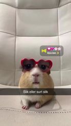 Preview for a Spotlight video that uses the Sunnies Hamster Lens