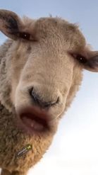 Preview for a Spotlight video that uses the Sheepy Lens