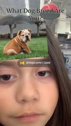 Preview for a Spotlight video that uses the What Dog Breed Lens