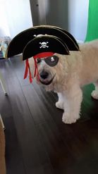 Preview for a Spotlight video that uses the PIRATE PET AND I Lens