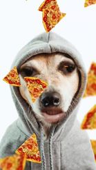 Preview for a Spotlight video that uses the Pizza Dog Lens