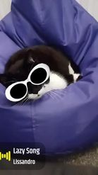 Preview for a Spotlight video that uses the clout for pets Lens
