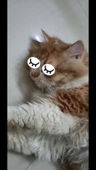 Preview for a Spotlight video that uses the SLEEPY CAT FILTER Lens