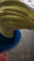 Preview for a Spotlight video that uses the Moray Eel Lens