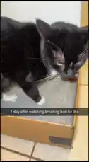 Watch Emiliano reveal a surprising twist in this prank video. A curious black cat investigates a box, but the real surprise lies beneath the fluff. See how a simple flip phone and some cash are used to create a memorable moment. by @amiliflips with Somebody's Watching Me by Rockwell