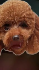 Preview for a Spotlight video that uses the Toy Poodle Face Lens