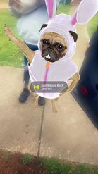 Preview for a Spotlight video that uses the Easter Pug Lens