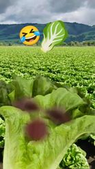 Preview for a Spotlight video that uses the Lettuce Lens