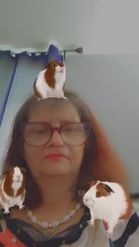 Preview for a Spotlight video that uses the Cute Guinea Pigs Lens