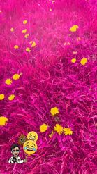 Preview for a Spotlight video that uses the Pink Grass Field Lens