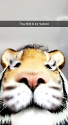 Preview for a Spotlight video that uses the Tiger Lens